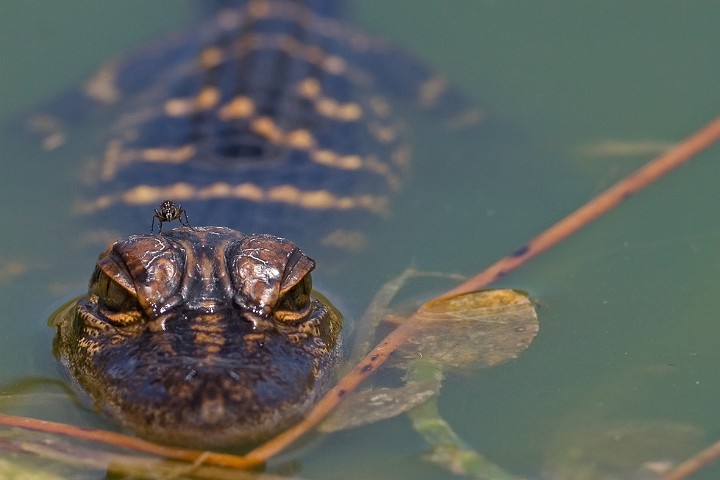 American Alligator Alligator mississippiensis